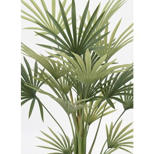 KWAI PALM