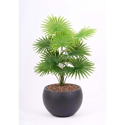 68 CM FAN PALM