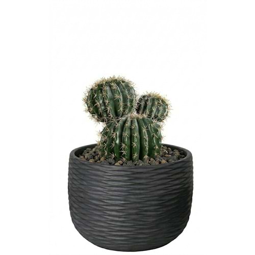 30 CM TOP KAKTUS
