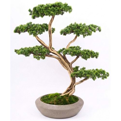 120 CM SAKSILI AĞAÇ BONSAI