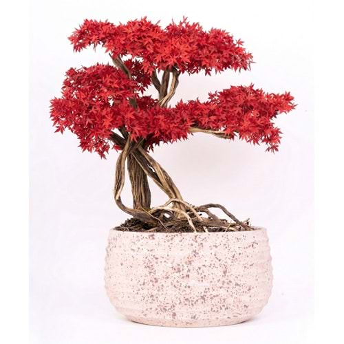 130 CM SAKSILI AĞAÇ BONSAI