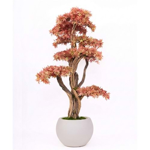 170 CM SAKSILI AĞAÇ BONSAI