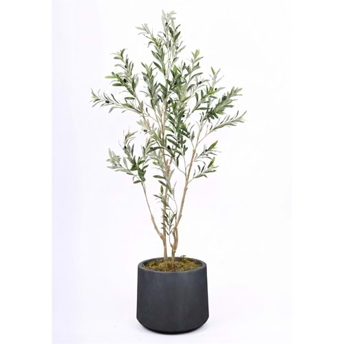 180 CM ZEYTİN AĞACI