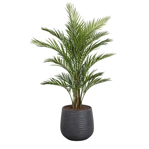 180 CM ARECA
