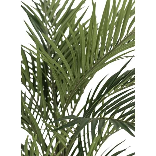 180 CM ARECA