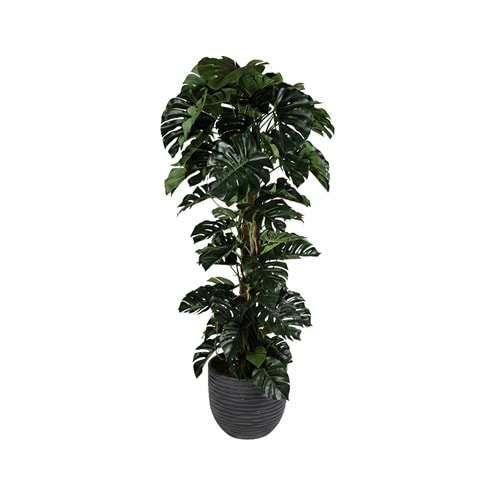240CM MONSTERA