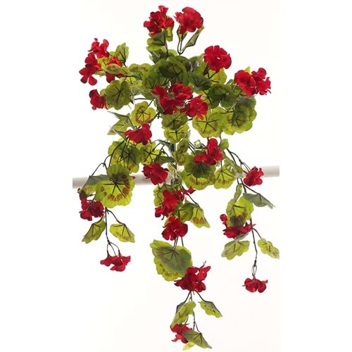 GERANIUM HANGING VINE RED