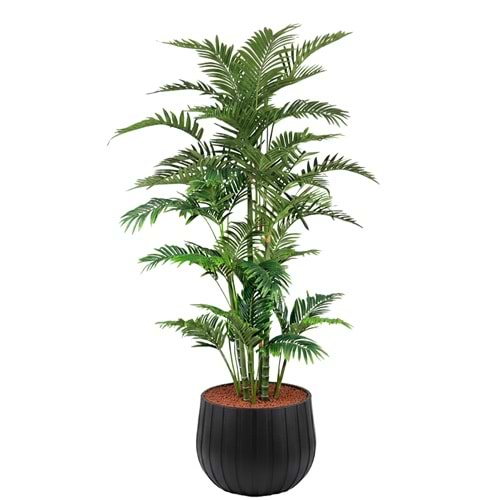 180 CM ARECA PALM