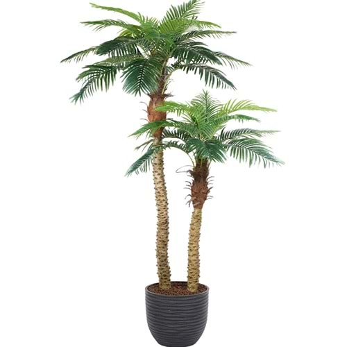 250 CM 2'Lİ PALMİYE 30 LVS