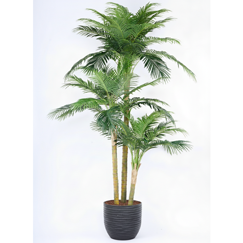 300 CM PHOENIX PALMİYE 3'LÜ