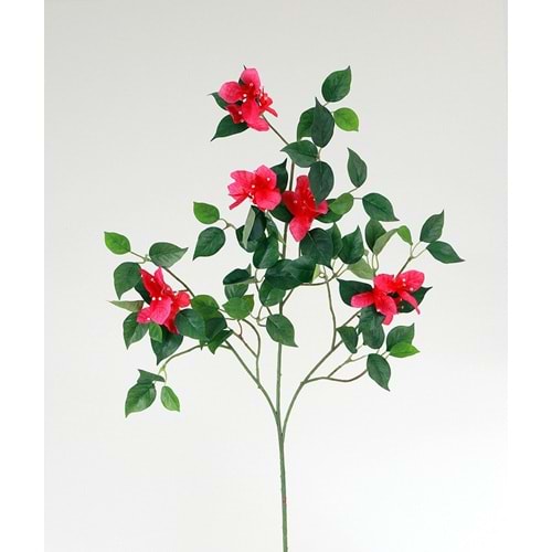 BEGONVİL DAL 65CM
