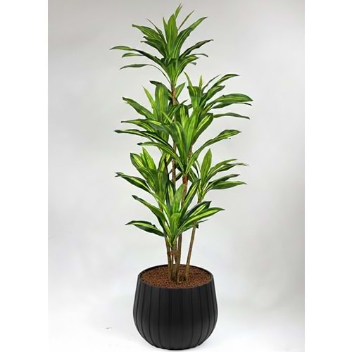 180 DRACENA