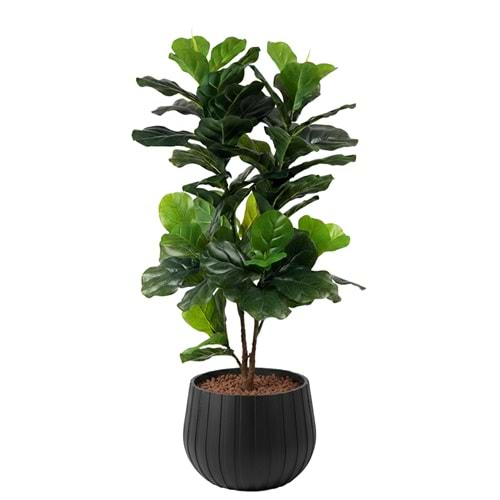120 CM FIDDIELEAF