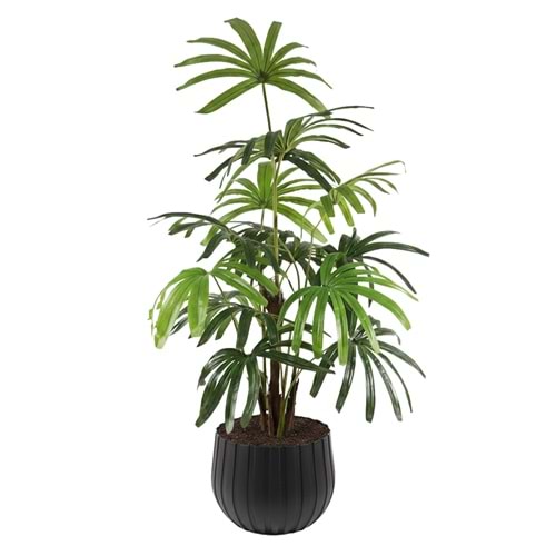 120 CM SALON PALMIYESI (RHAPIS)