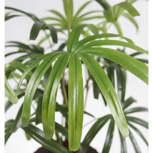 120 CM SALON PALMIYESI (RHAPIS)