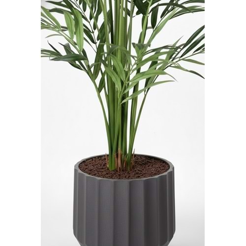 250 CM KENTIA PALM