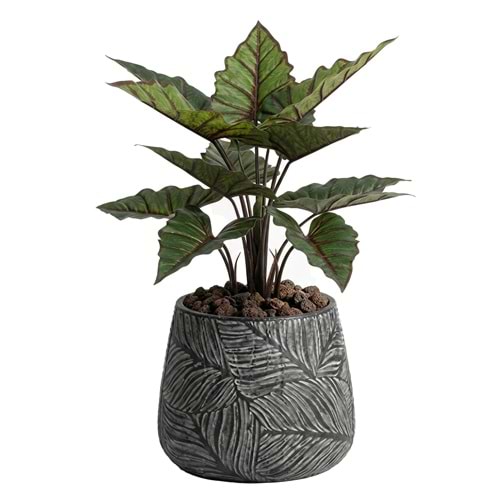 73 CM ALOCASIA YEŞİL-KIRMIZI