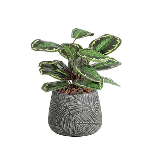 50 CM CALATHEA