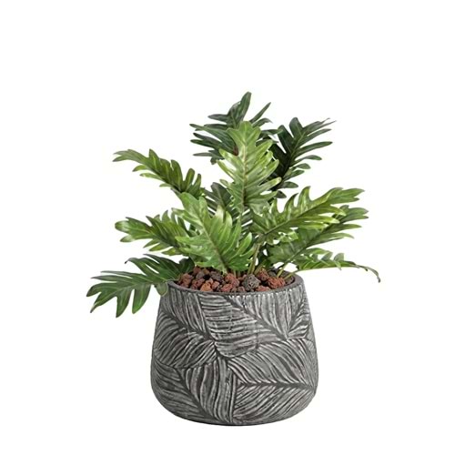 60 CM PHOILI DEMET BİTKİ