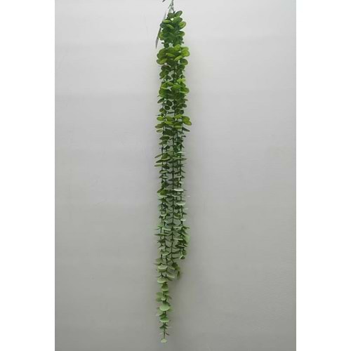 80CM OKALIPTUS SARMAŞIK