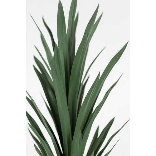 YUCCA