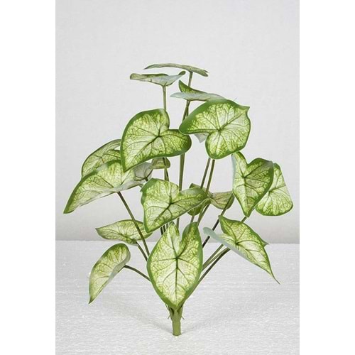 48 CM SYNGONIUM