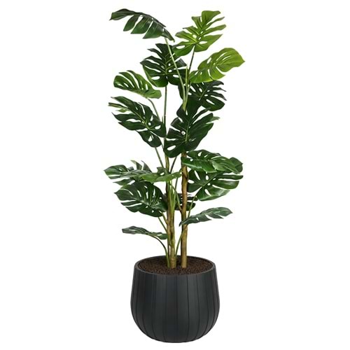 160 CM MONSTERA