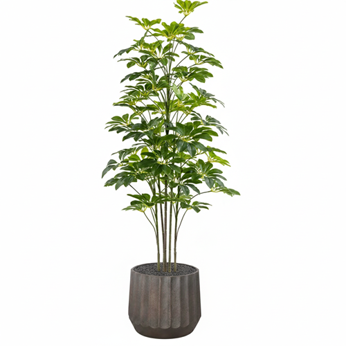 SHEFLERA REAL TOUCH 125 CM