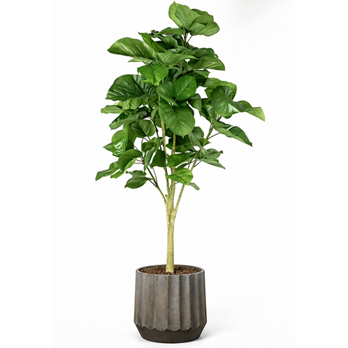 220 CM FICUS LYRATA