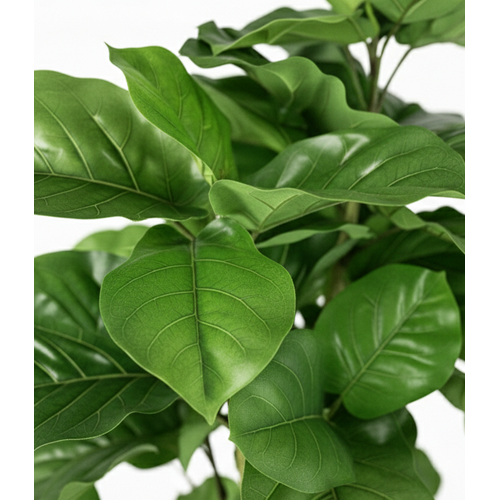 220 CM FICUS LYRATA