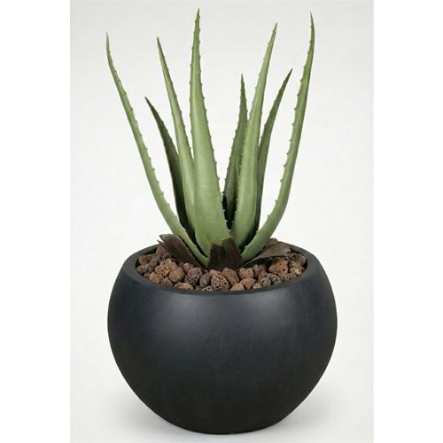 55 CM ALOE VERA