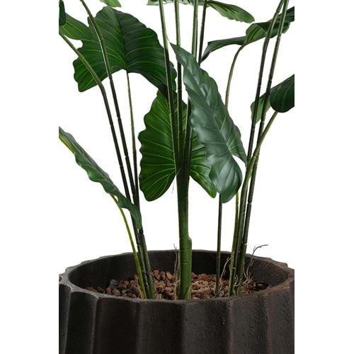 145 CM ALOCASIA