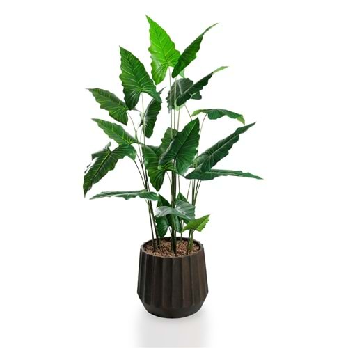 180 CM ALOCASIA