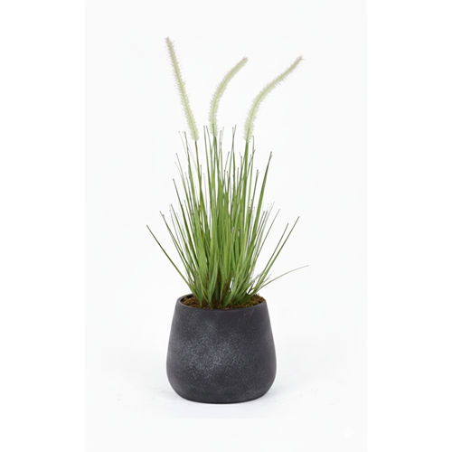 56 CM DOGTAIL GRASS