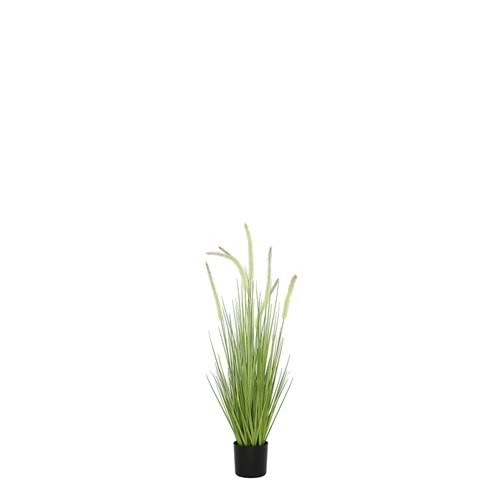 80 CM DOGTAIL GRASS