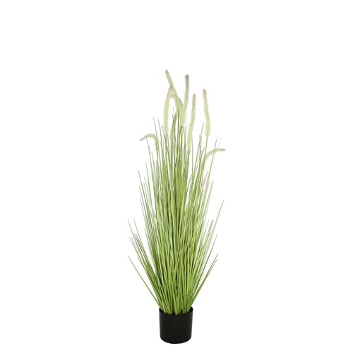 120 CM DOGTAIL GRASS