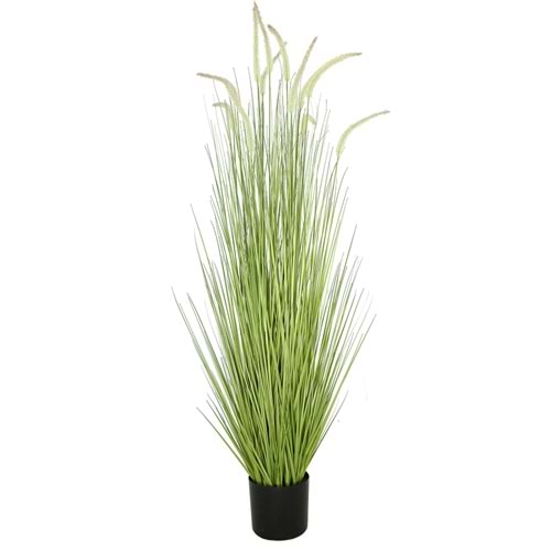 150 CM DOGTAIL GRASS