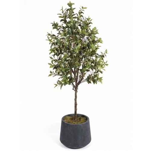 210 CM OSMANTHUS