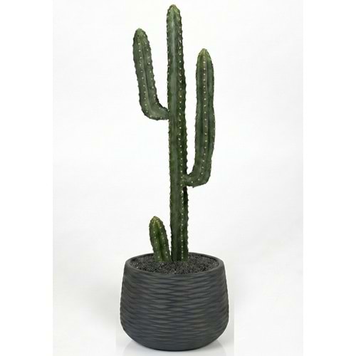80 CM KAKTÜS