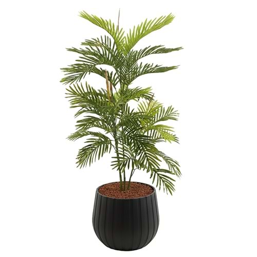150 CM ARECA