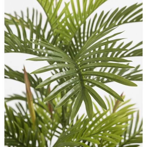 150 CM ARECA