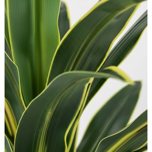 100 CM YUCCA