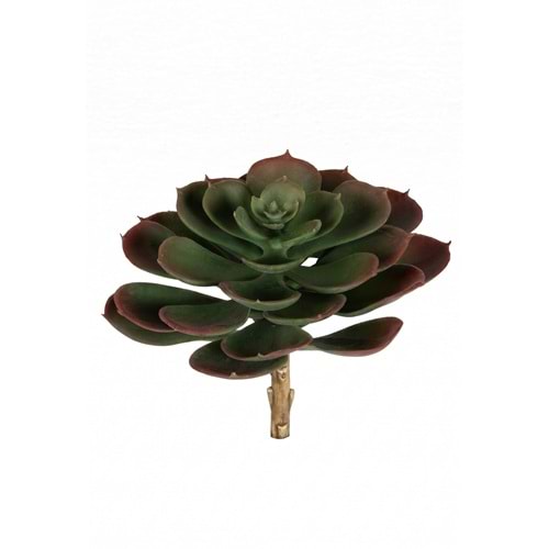 ÇİÇEK SUCCULENT