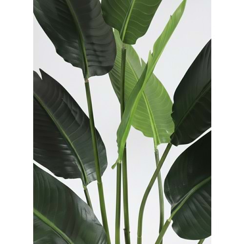 120 CM STARLİTZİA