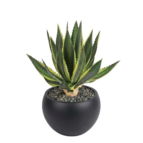MINI AGAVE