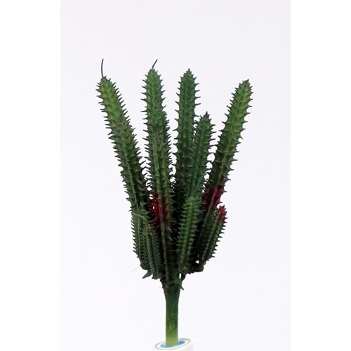 İNCE MİNİ SUCCULENT