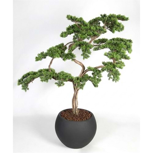 110 CM SAKSILI BONSAI
