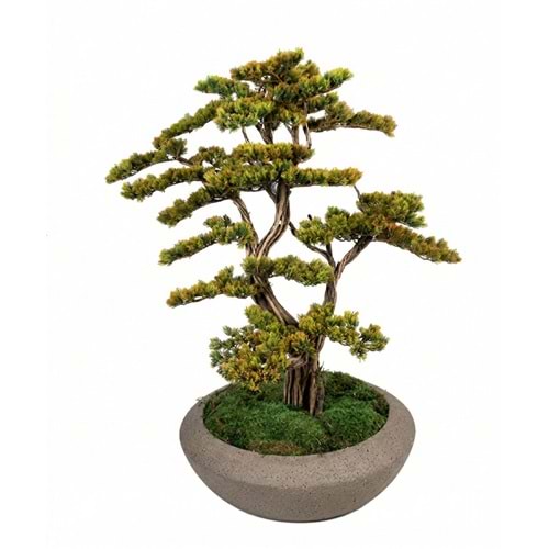 85 CM SAKSILI BONSAI