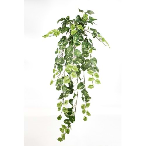 90 CM POTHOS SARMAŞIK