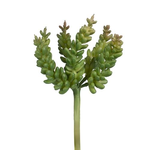15 CM K.Y. SUCCULENT